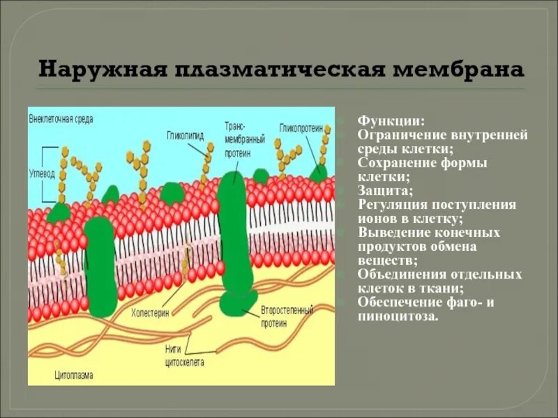 Мембраны клеток эукариот. Структуры плазматической мембраны таблица. Плазматическая мембрана животной клетки функции. Состав и строение наружной плазматической мембраны.