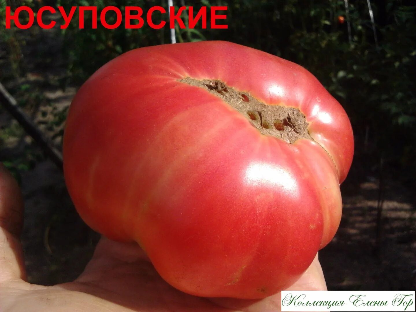 Томат юсуповский узбекистан. Семена помидоров юсуповские. Юсуповские помидоры узбекские. Томат юсуповский с ферганы. Сорт томата юсуповский.