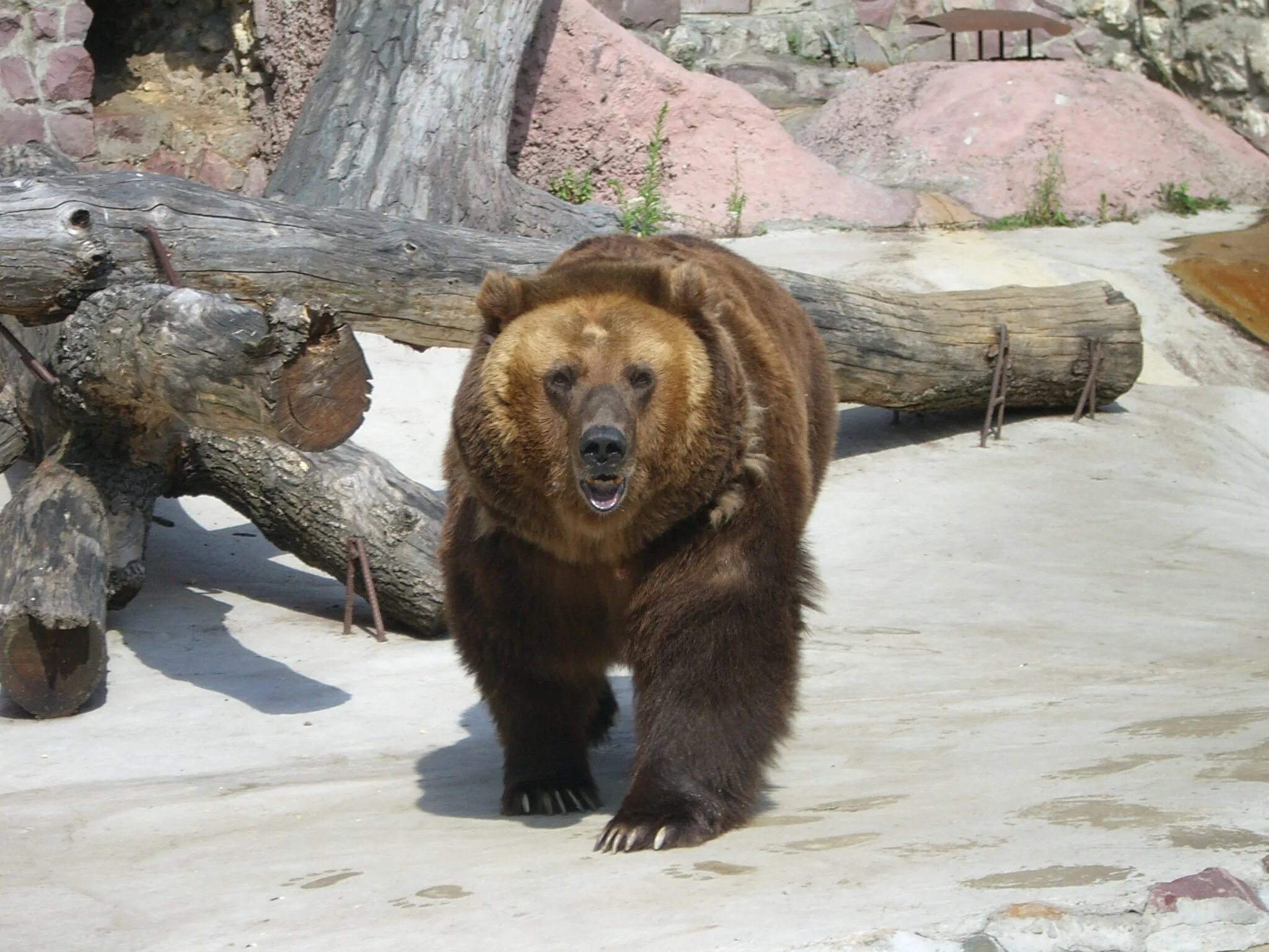 Камчатка медведи. Медведь в зоопарке. Медведь Россия. Медведь Амурская область.