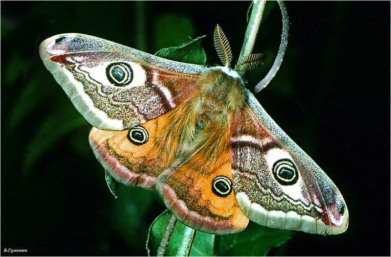 Павлиний глаз малый ночной. Бабочка Saturnia Pavonia. Павлиний глаз малый ночной (Saturnia Pavonia). Малый ночной павлиний глаз бабочка. Чем питается бабочка павлиноглазка