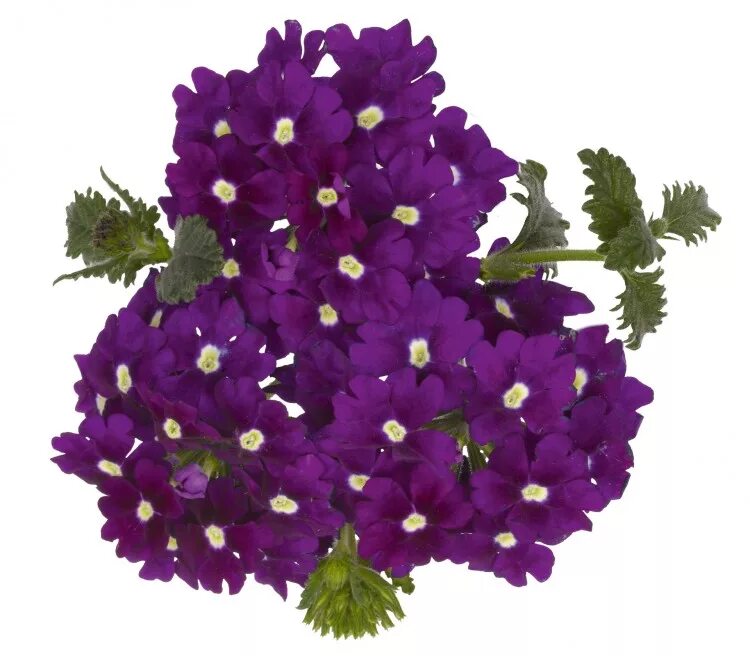 Вербена одинцово. Вербена вайолет блю. вербена empress flair violet. вербена empress flair violet blue. вербена tapien violet.