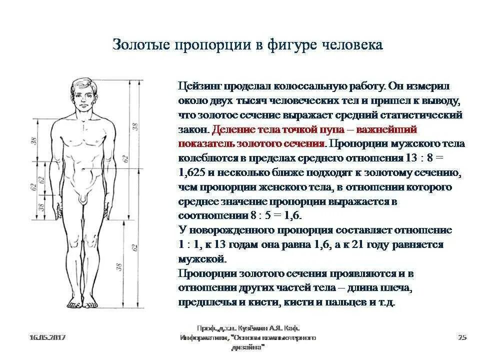 Количество голов и тела. Соотношение частей тела у мужчин. идеальные пропорции человеческого тела. соотношение пропорций тела человека. мужская фигура пропорции.