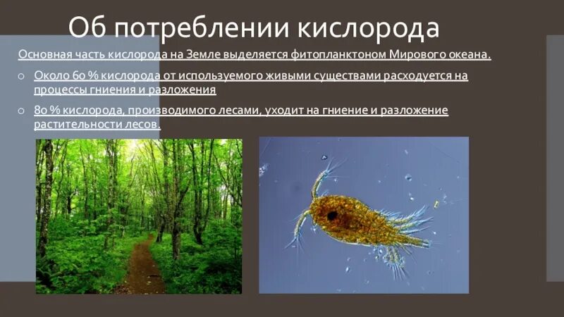 Живые организмы выделяющие кислород. Живые организмы дышат. Зеленые растения фотосинтез. Значение фотосинтеза в природе. Роль фотосинтеза на земле.