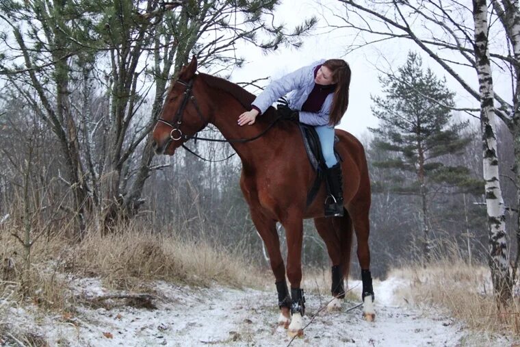 единорог настоящий. тяжеловоз самсон лошадь. коричневая лошадь. человек конь. живой лошади человек.