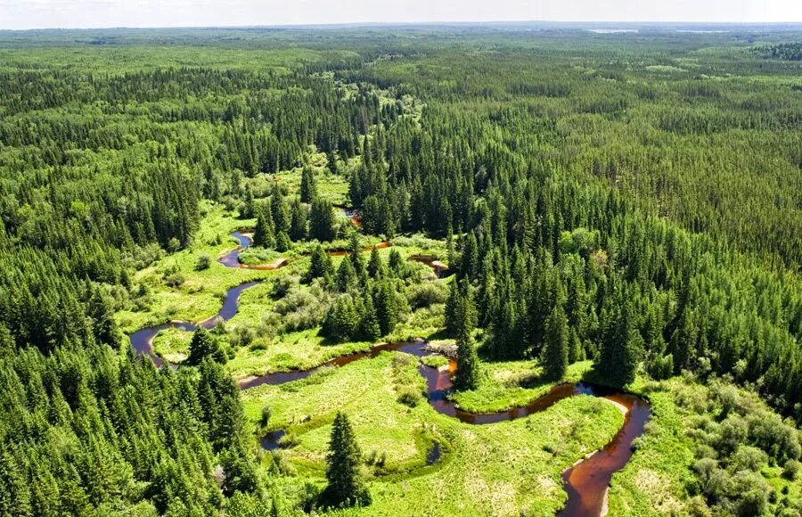 Долина мехико обезлесение. Группа типов леса. Покрытые лесом площади. Покрытые лесом площади. Лес легкие планеты.