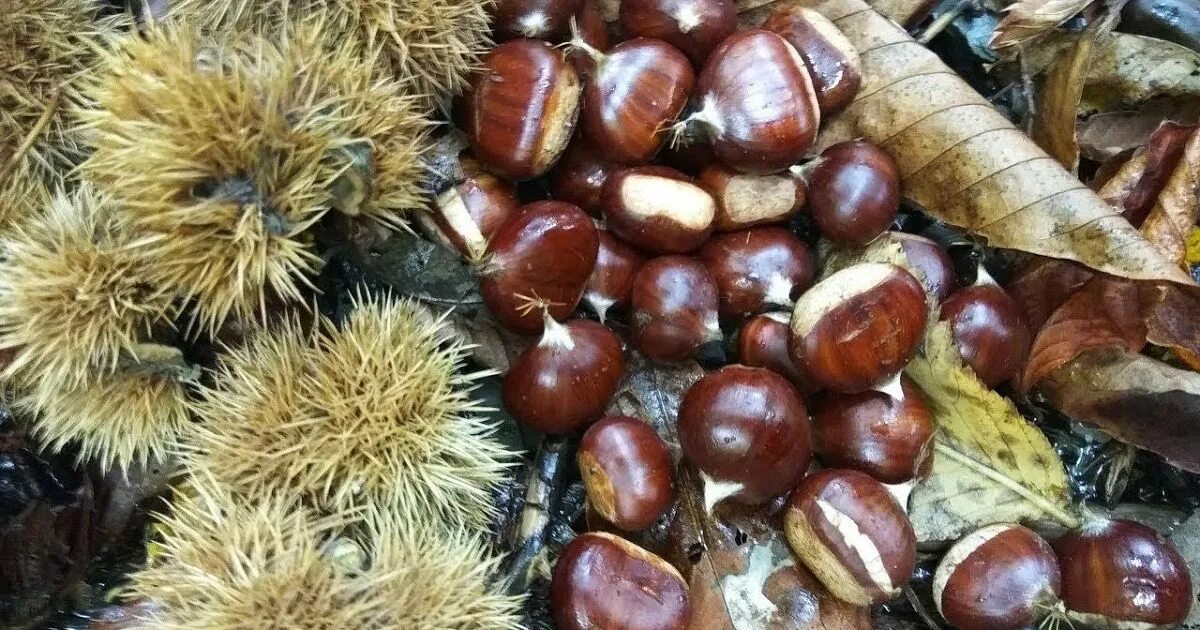 Самый каштан. Каштаны в сочи. съедобные каштаны в сочи. каштан в сочи дерево. каштановая орехотворка сочи.