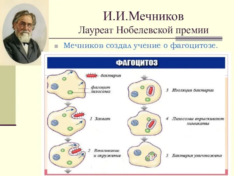 Мечников учение о клеточном иммунитете. Мечников фагоцитарная теория иммунитета. Мечников фагоцитарная теория. Мечников фагоцитоз клеточный иммунитет. Теория фагоцитоза Мечникова.