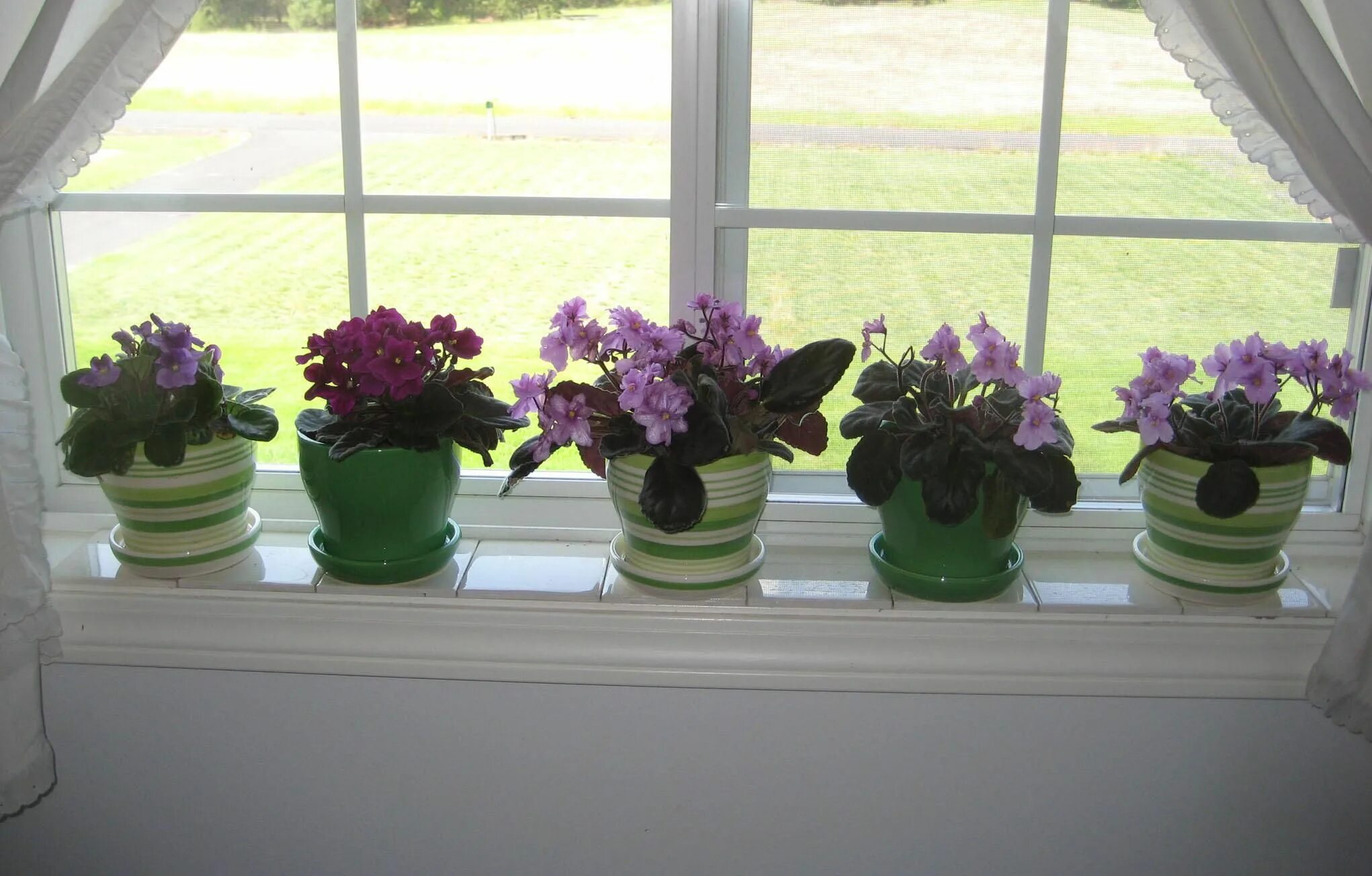 Aunt B on a Budget: Growing African Violets From Leaf Cuttings African violets, 