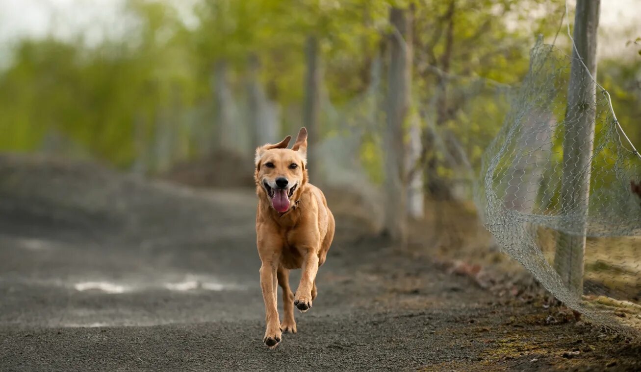 Собаки бегут по дороге. Собака бежит. Собака бежит по дороге. Щенок бежит. Собака убегает.