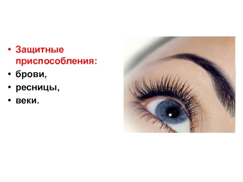 Функция ресниц. Веки с ресницами строение. брови ресницы веки. функции век и ресниц. функции ресниц.