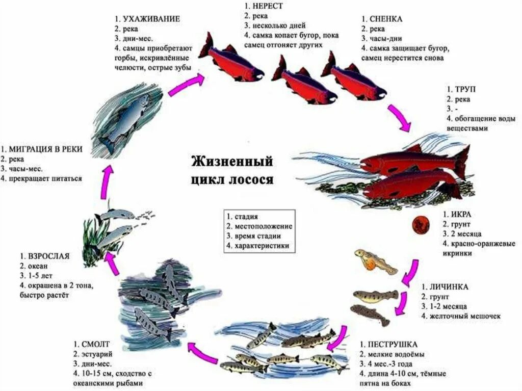 Жизненный цикл Атлантического лосося. Жизненный цикл рыбы схема. Жизненный цикл лососевых рыб. Жизненный цикл хрящевых рыб схема.