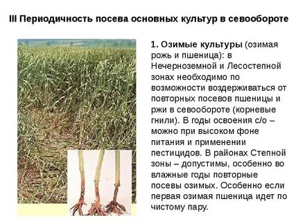 Озимые культуры яровые культуры пар