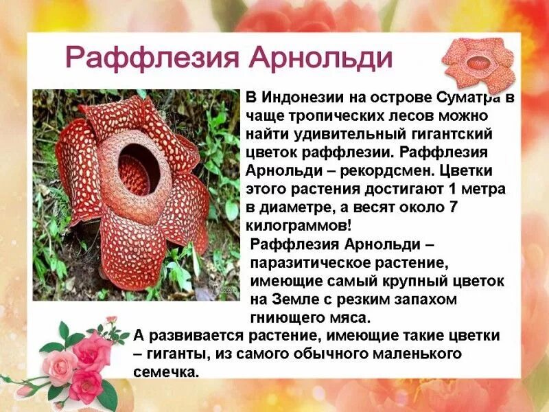 Раффлезия какая группа организмов