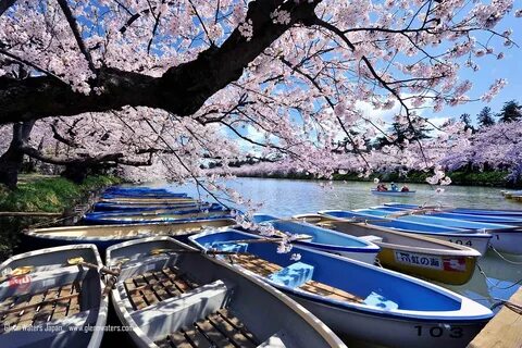 Lake blossom