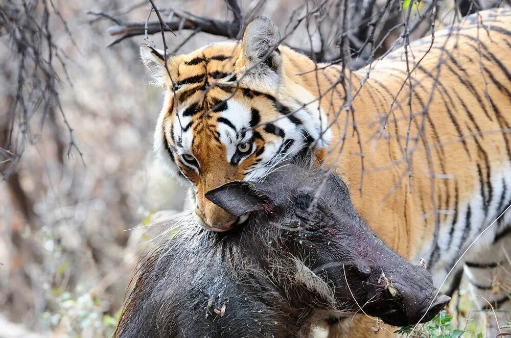 Tiger hunting