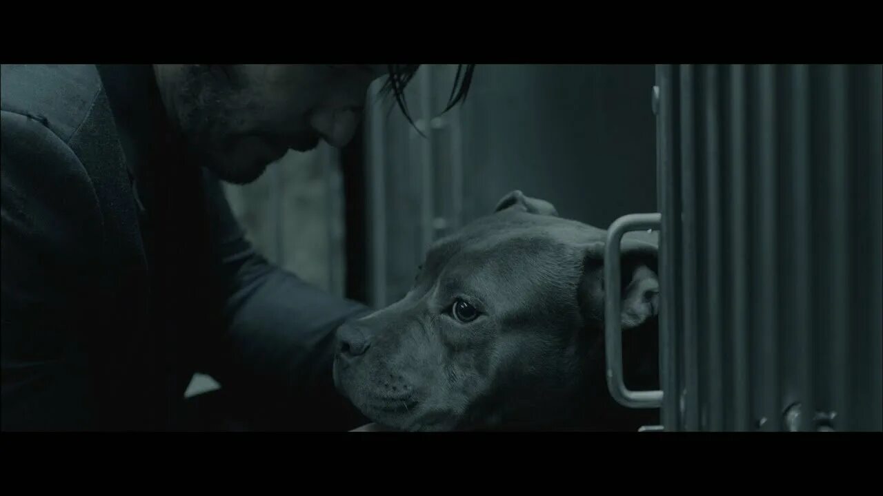 Собака киану ривз порода джон. Джон уик 2 собака. Собака джона уика 2. Собака киану ривз порода джон. Собака киану ривз порода джон уик.