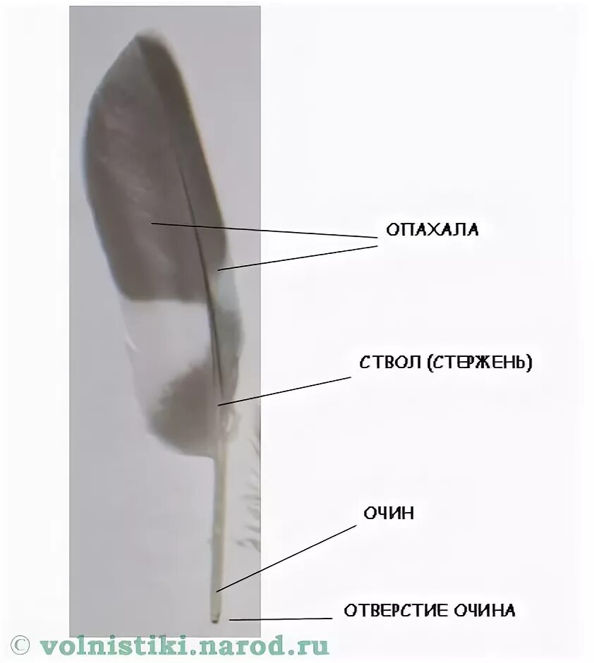 Узкий плотный ствол контурного пера. Структуры частей пера ствол. Часть пера погруженная в кожу. Очин ствол опахало. Как называется нижняя часть стержня пера