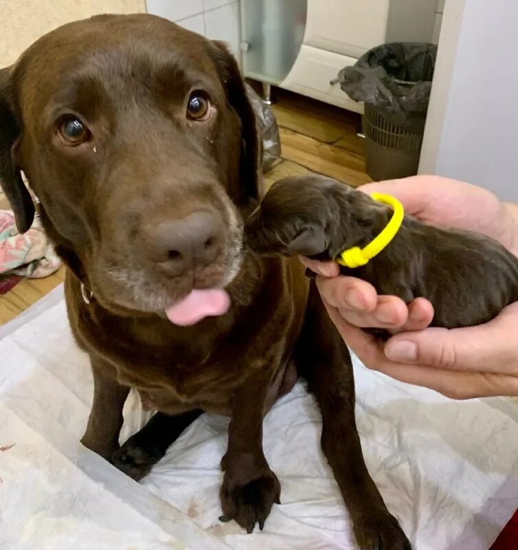 альтернатива балашиха