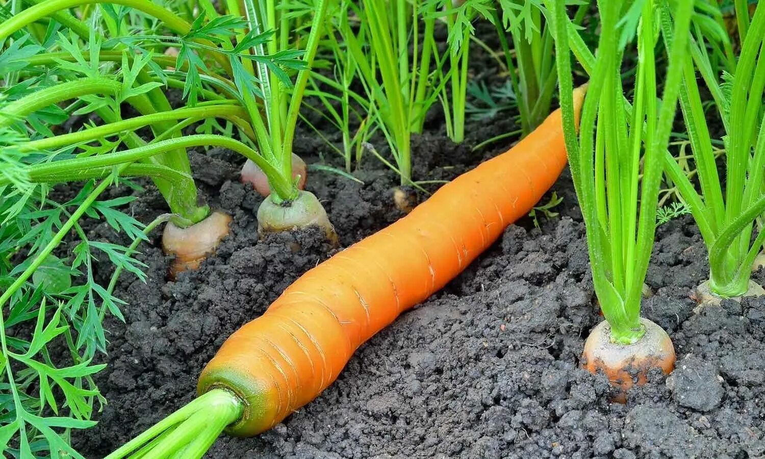 Carrot vegetable. Морковь посевная корнеплоды. Морковь в огороде. Морковка растет. Морковь растет на грядке.