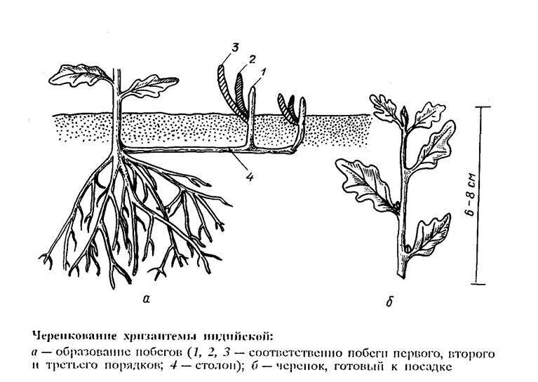 Черенкование хризантем. Черенкование хризантемы мультифлора. Черенкование хризантем весной. Хризантема мультифлора размножение. Посадка хризантем весной