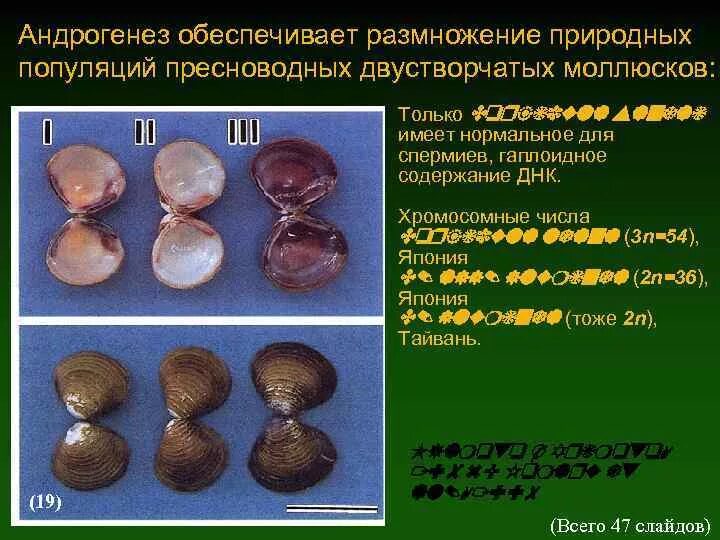 Андрогенез это в биологии. Андрогенез размножение. андрогенез у тутового шелкопряда. гиногенез и андрогенез. андрогенез примеры.