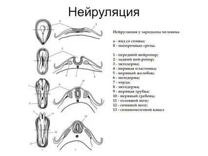 Осевые структуры зародыша