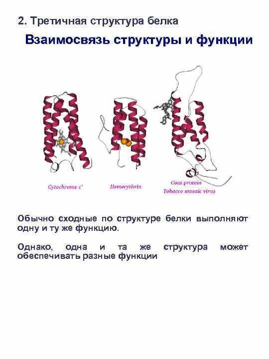 Третичная структура белка данная структура. Пространственная структура белка третичной структуры. Уровень организации третичной структуры белка. Третичная структура белков. Третичная структура белка.