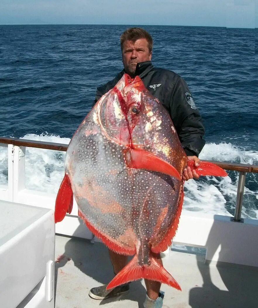 Как выглядят настоящие рыбы Pin by Johan Wouters on Swimming creatures Clown fish, Colorful fish, Fish pet
