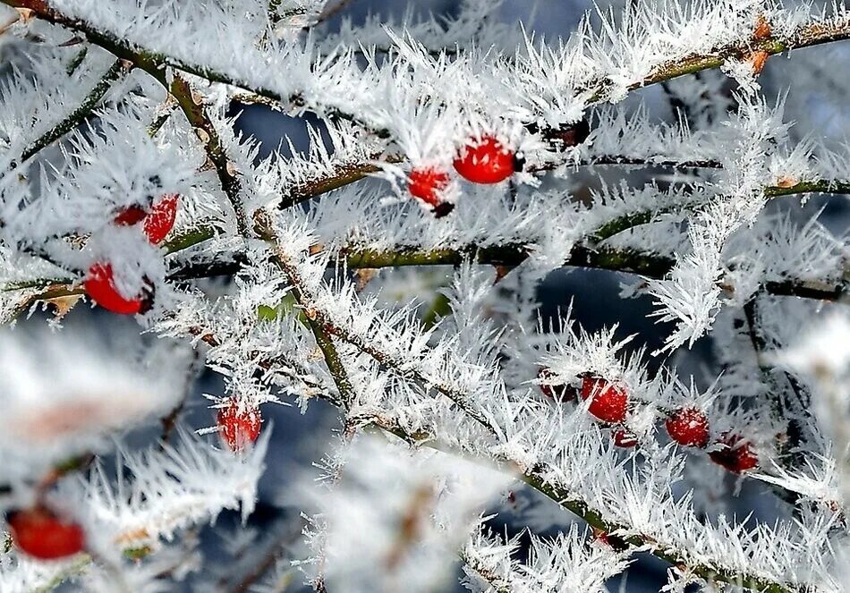 Зимний пейзаж. Декабрь природа. Изморозь и иней. Мороз на деревьях иней. Морозная зима.