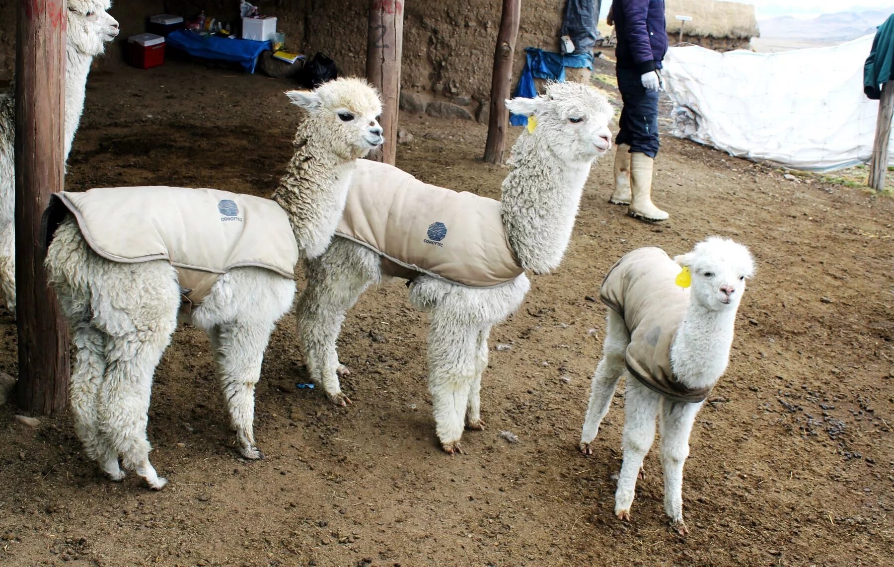 Лама лалафанфан. Альпака большого размера. Альпака вид ламы шуба. Лама альпака одежда. Альпака педро.