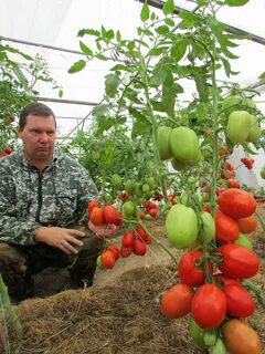 Каталог томатов от медведевых