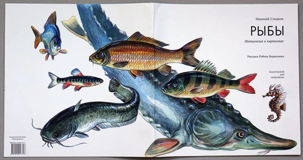 Рыбы картинки для детей дошкольного возраста. Рыба ихтиология. Прочитайте рыбе вода