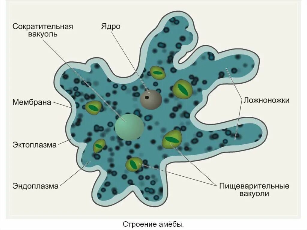 Амеба обыкновенная органоид
