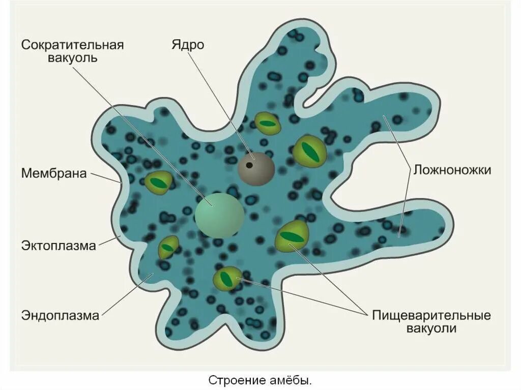 Клетка простейших состоит. Амёба обыкновенная строение рисунок. Строение амебы обыкновенной. Строение клетки амебы обыкновенной. Строение амебы Протей.