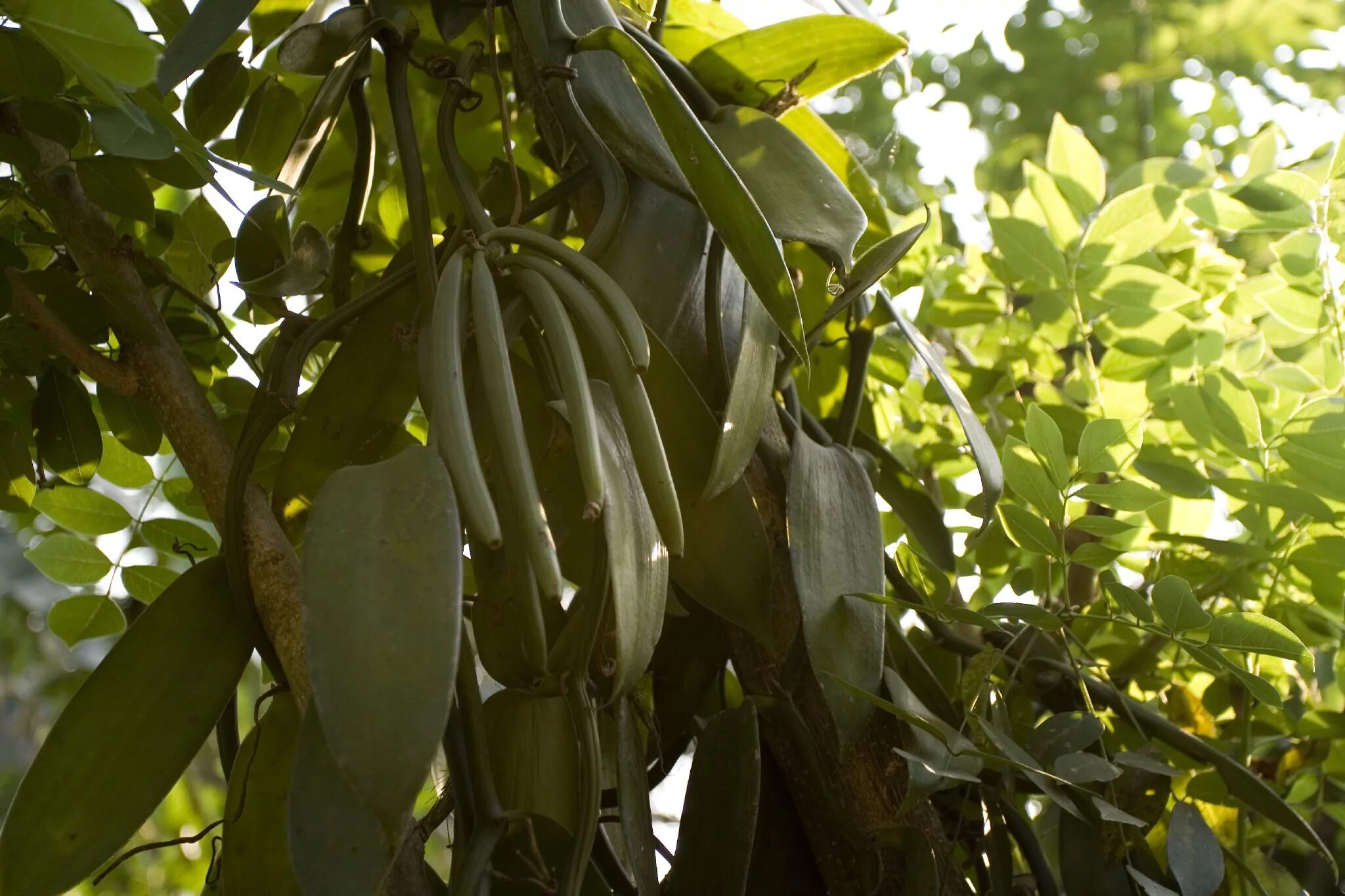 Vanilla planifolia 050105-4443 Thailand -- Rama IX Royal P. Flickr