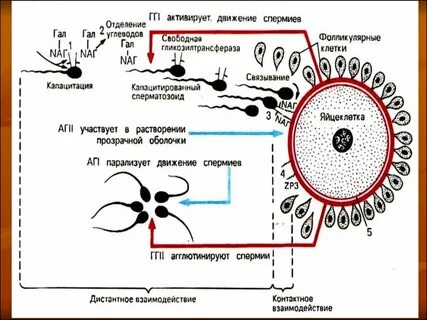 Что такое спермии