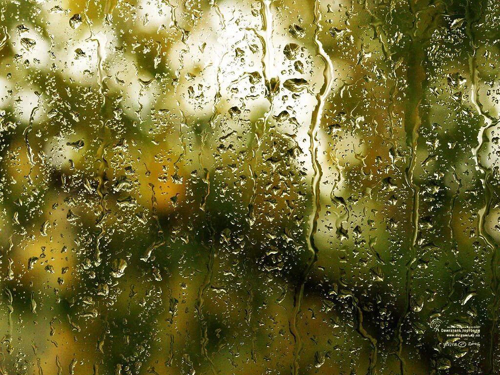 шум дождя звук. лето дождь. ветка дерева. лист шум дождя. лист шум дождя.