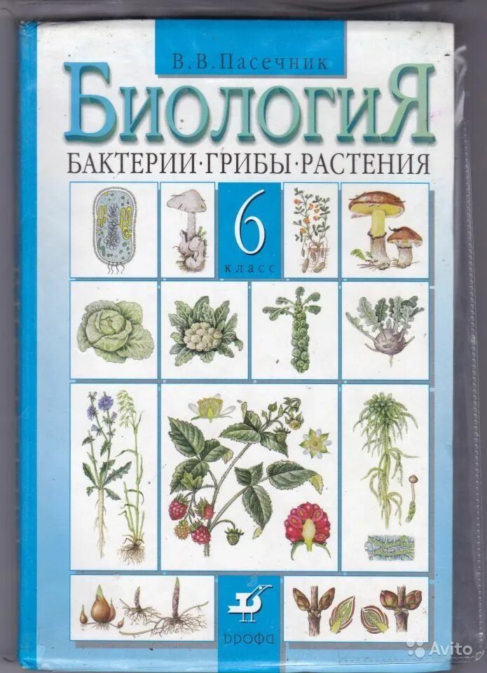 Учебник по биологии 6 класс Пасечник. "Биология 6, бактерии, грибы, растения" в. в. Пасечник. Пасечник в. в. биология. 6 Класс // Дрофа.. Биология учебник бактерии грибы 6 класс Пасечник.