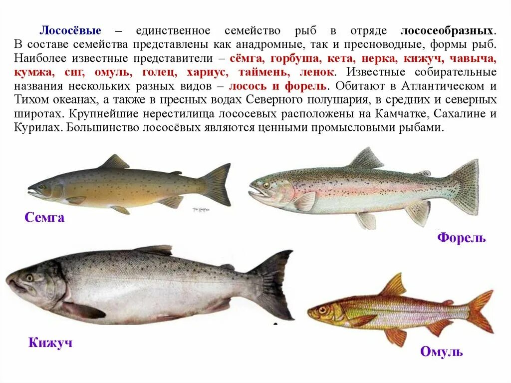 Какие рыбы лососевые. Семейство лососевых рыб список. Северная рыба семейства лососевых. Представители лососеобразных рыб. Название красных рыб семейства лососевых.