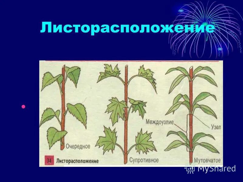 Бузина тип листорасположения. Тополь листорасположение. Береза расположение листьев. Листорасположение березы. Листорасположение побега.