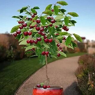 Planting cherries