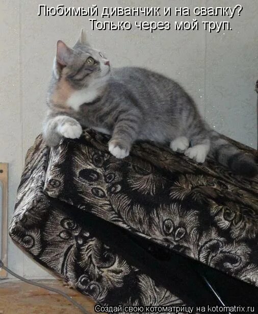 смешной диван. на диване с любимая. диван брайт-3. любимый диванчик. любимый диванчик.