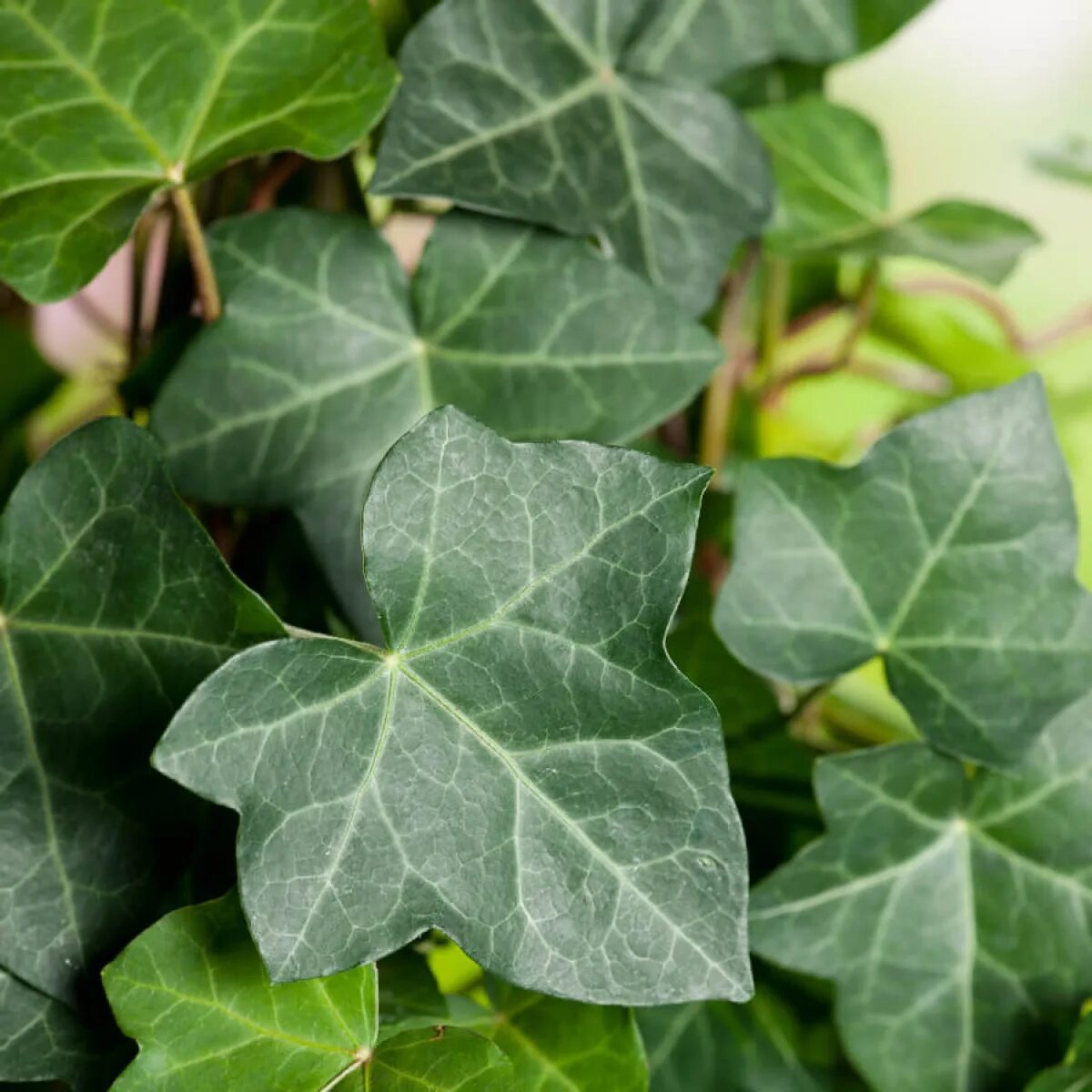 Плющ ирландский Hedera Hibernica. Плющ вечнозеленый (Hedera).. Плющ обыкновенный (Hedera Helix). Плющ вечнозеленый Hedera Helix. Плющ трава