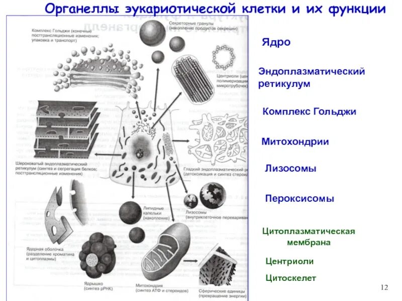 Функции органоидов эукариотической клетки. Схема строения органоидов. Мембранные органоиды клетки строение и функции. Строение функции органоидов эукариот.