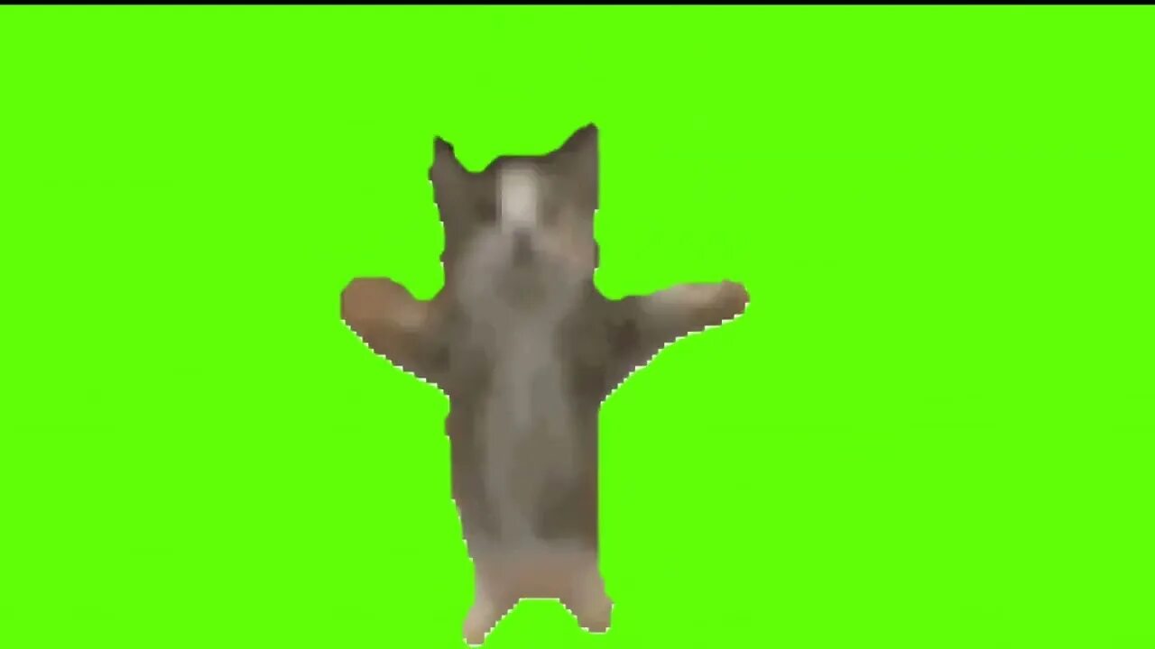 Кот хрустит хромакей. Кот на зеленом фоне. шнапи шнапи шнапи кот. футаж котика. шни шна шнапи кот.