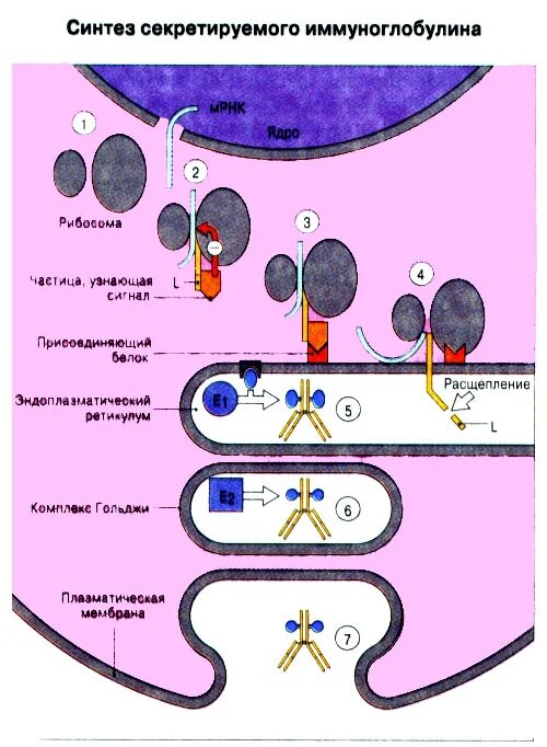 Образование иммуноглобулинов. Где синтезируются иммуноглобулины. Синтез иммуноглобулинов. Механизм образования иммуноглобулинов. Синтез иммуноглобулинов в плазматической клетке.