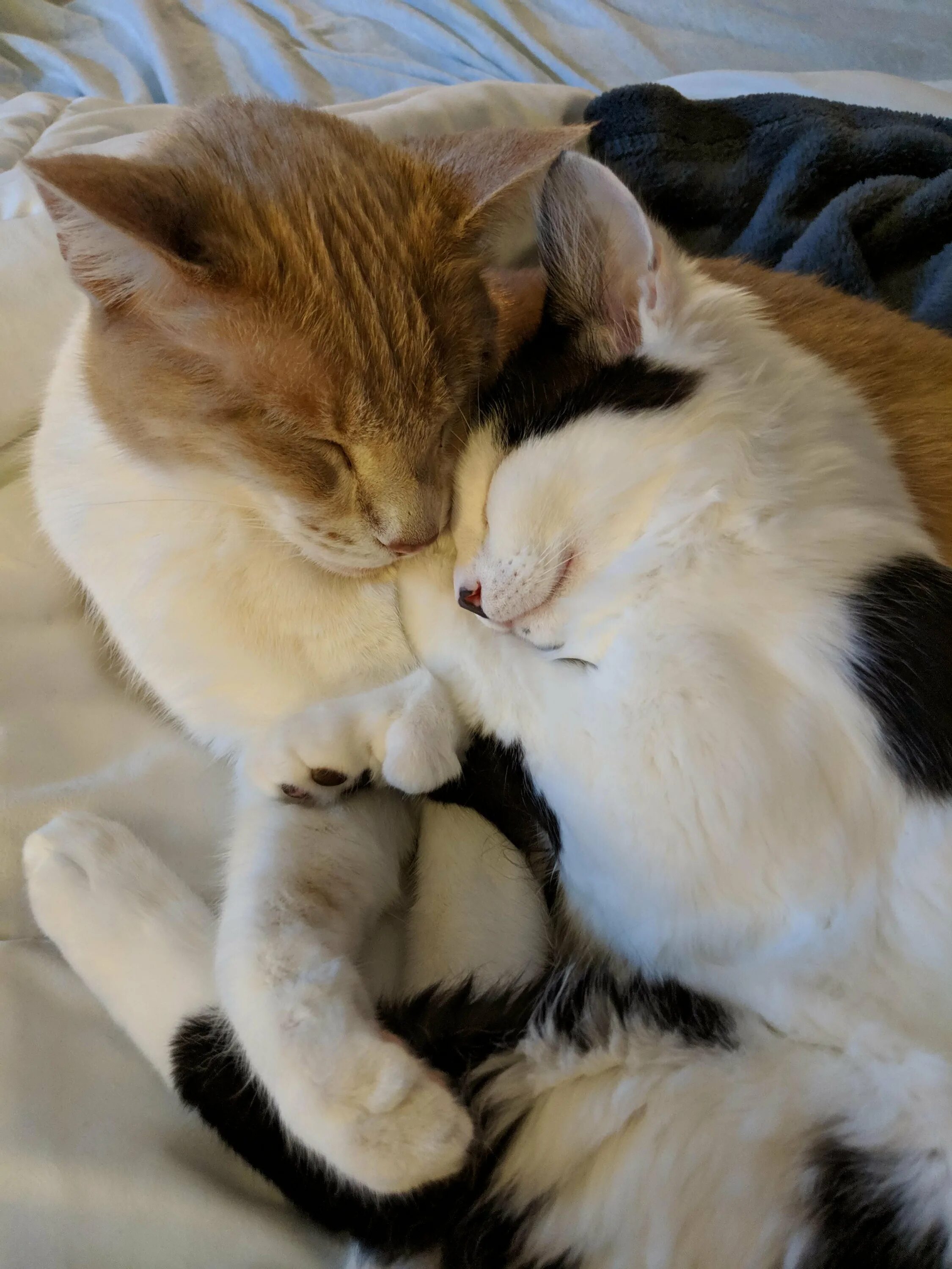 Любовь кошек и котов. Котики обнимаются. Кошки любовь. Кошки в обнимку. Кошки обнимашки.