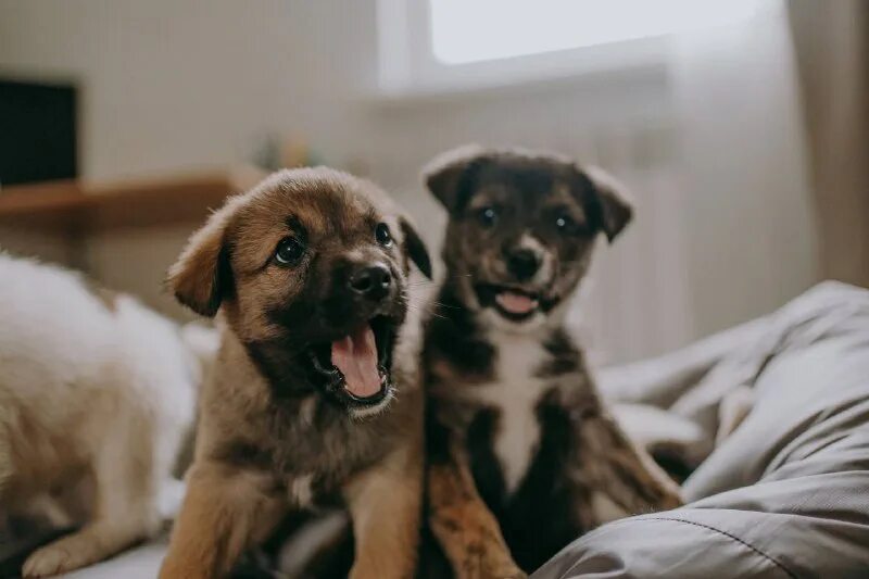 календарь 2023 прикольный. милый щенок. календарь на 2023 год. щенки 2023. маламут чёрный щенки.