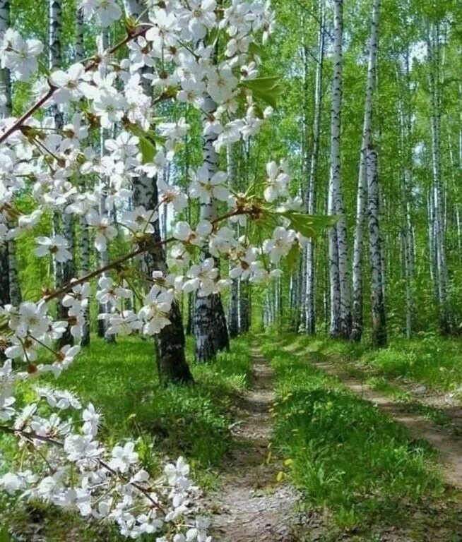 Стоит чудесный майский день. Природа весной. Весенняя красота природы.