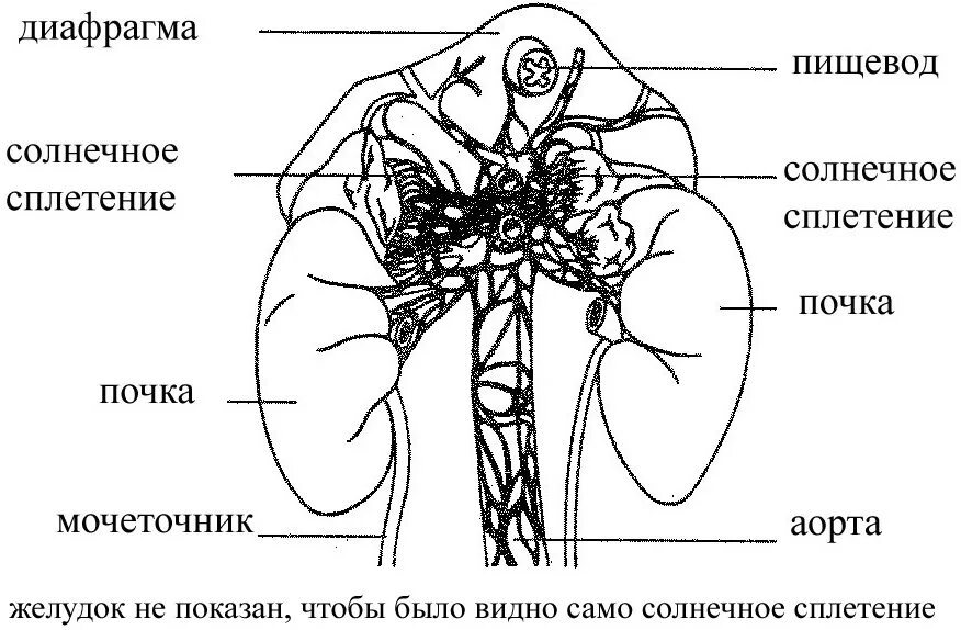 Солнечное сплетение у человека это. Анатомия человека солнечное сплетение. Топографическая анатомия солнечного сплетения. Солнечное сплетение строение анатомия. Что находится там где солнечное сплетение у человека.